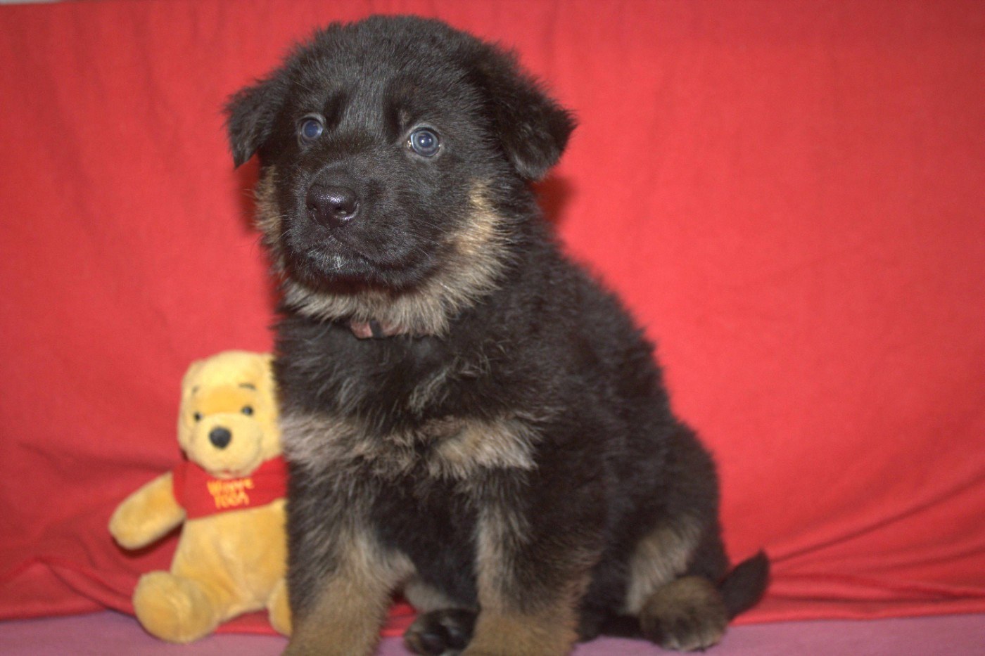Du normont - Chiots disponibles - Berger Allemand