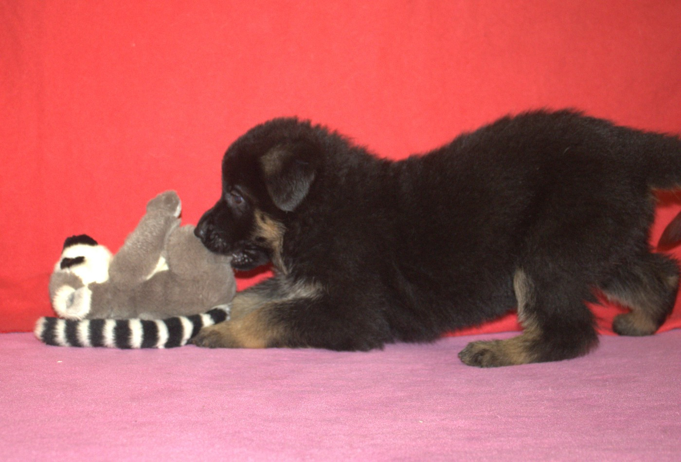 Du normont - Chiots disponibles - Berger Allemand