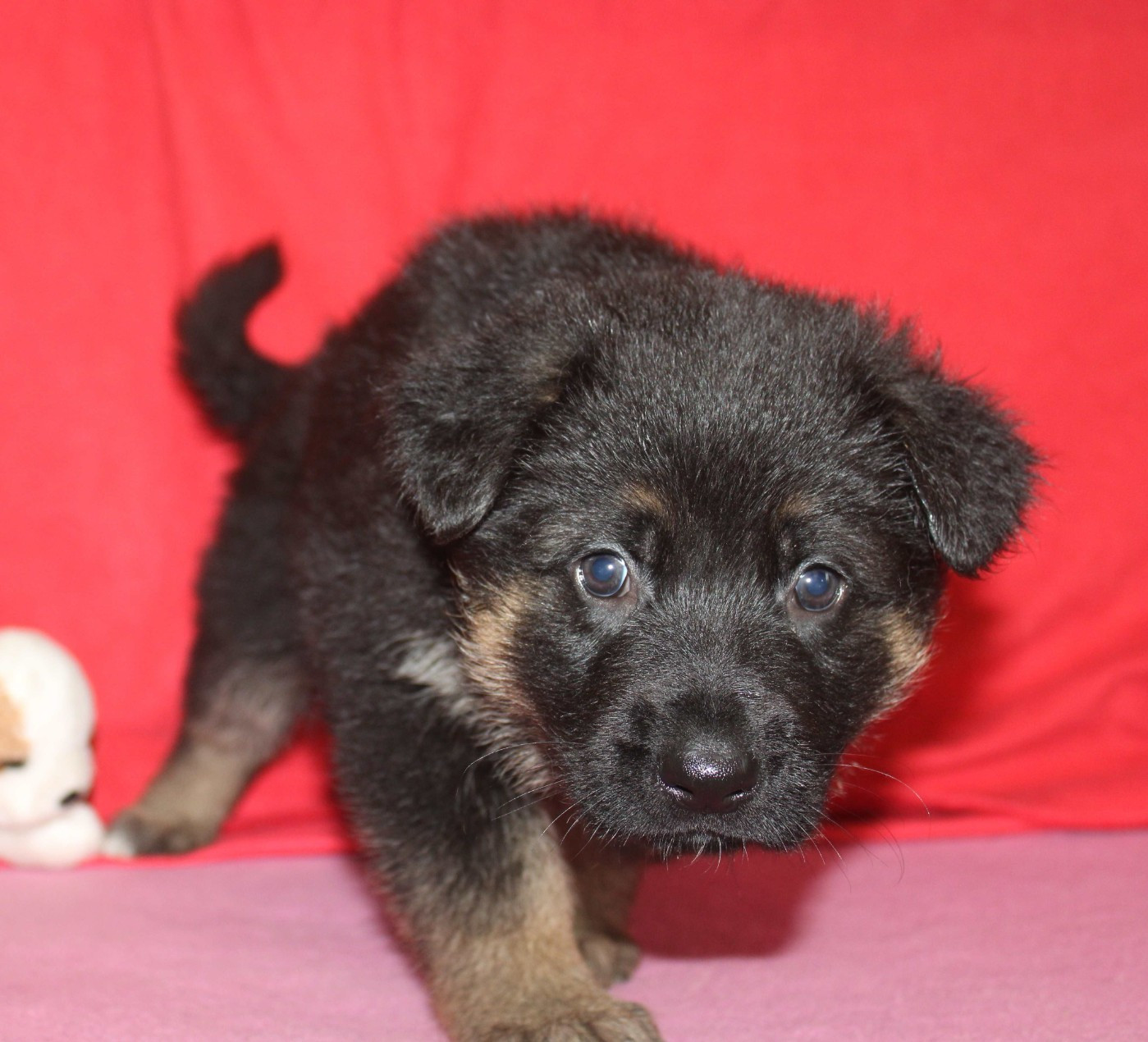 Du normont - Chiots disponibles - Berger Allemand