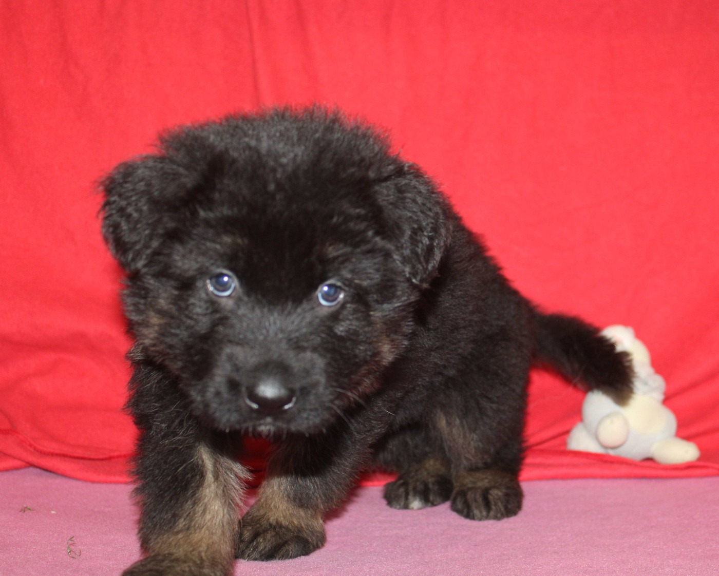 Du normont - Chiots disponibles - Berger Allemand