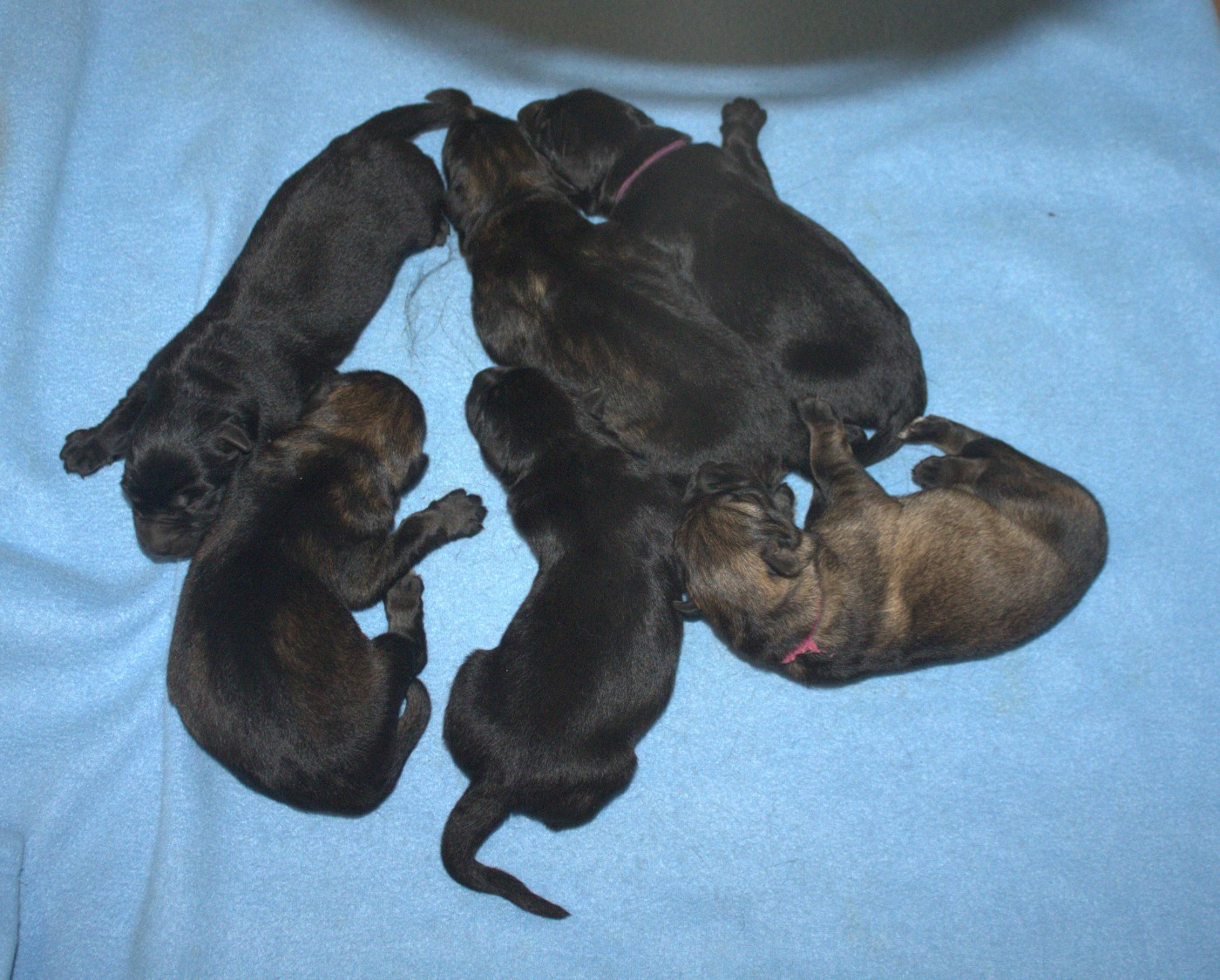 Du normont - Chiots disponibles - Berger Allemand