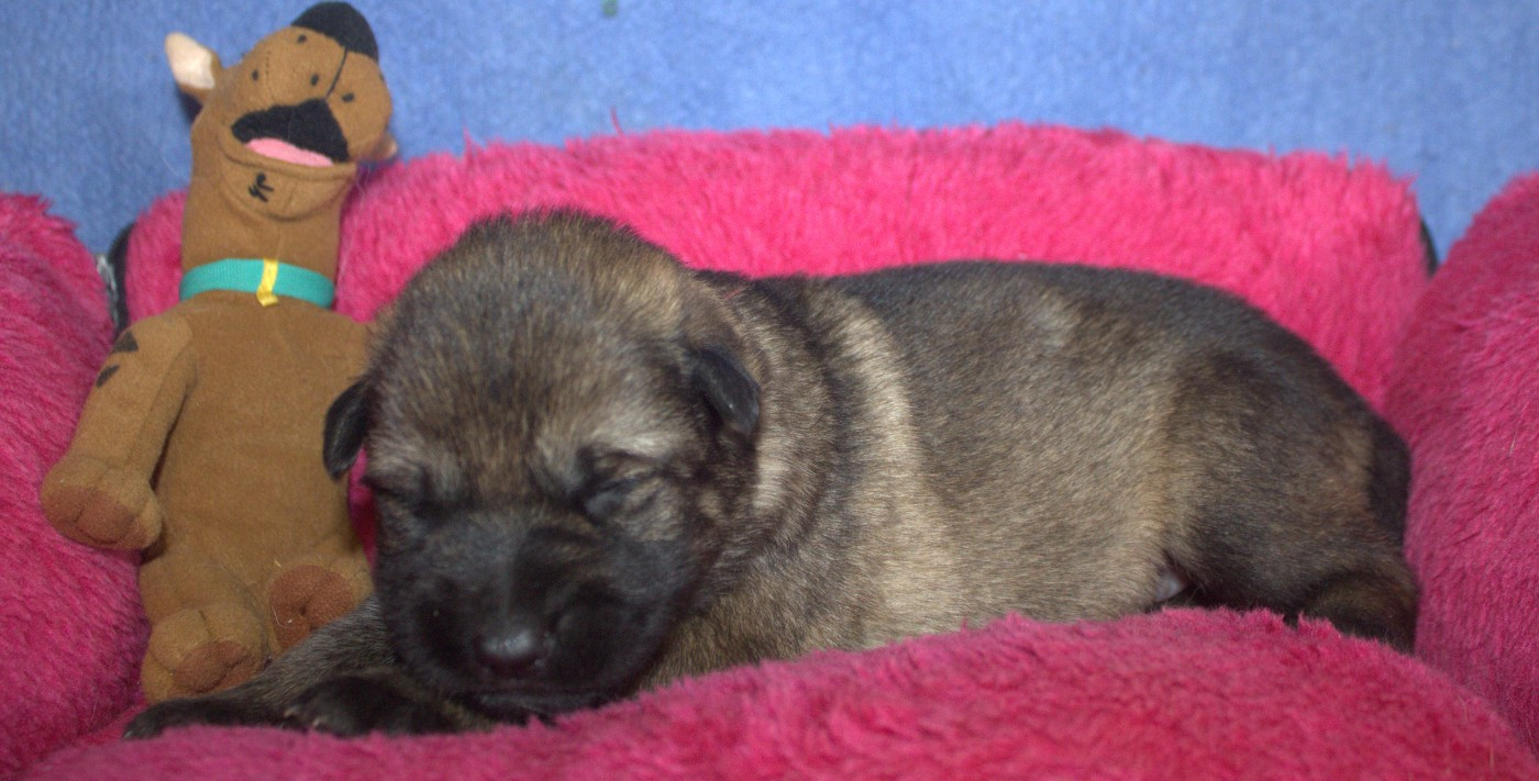 Du normont - Chiots disponibles - Berger Allemand