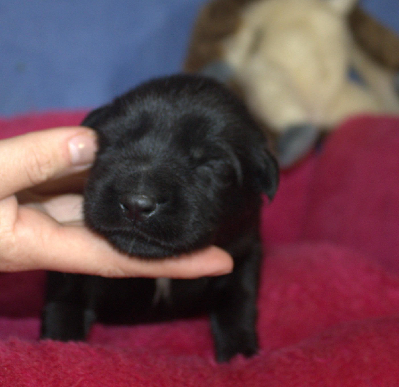 Du normont - Chiots disponibles - Berger Allemand