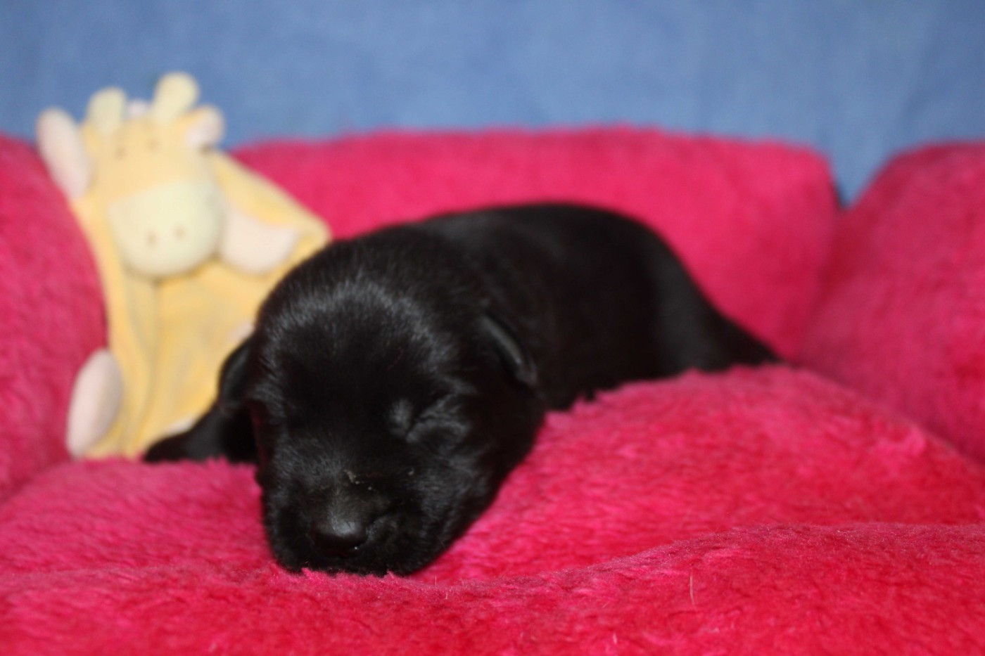 Du normont - Chiots disponibles - Berger Allemand