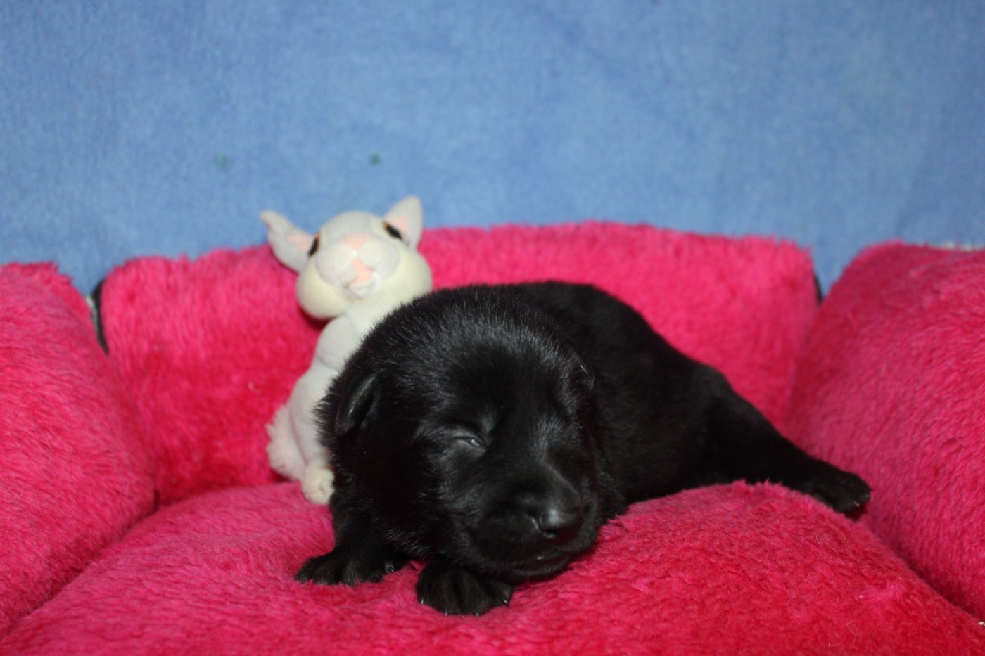 Du normont - Chiots disponibles - Berger Allemand