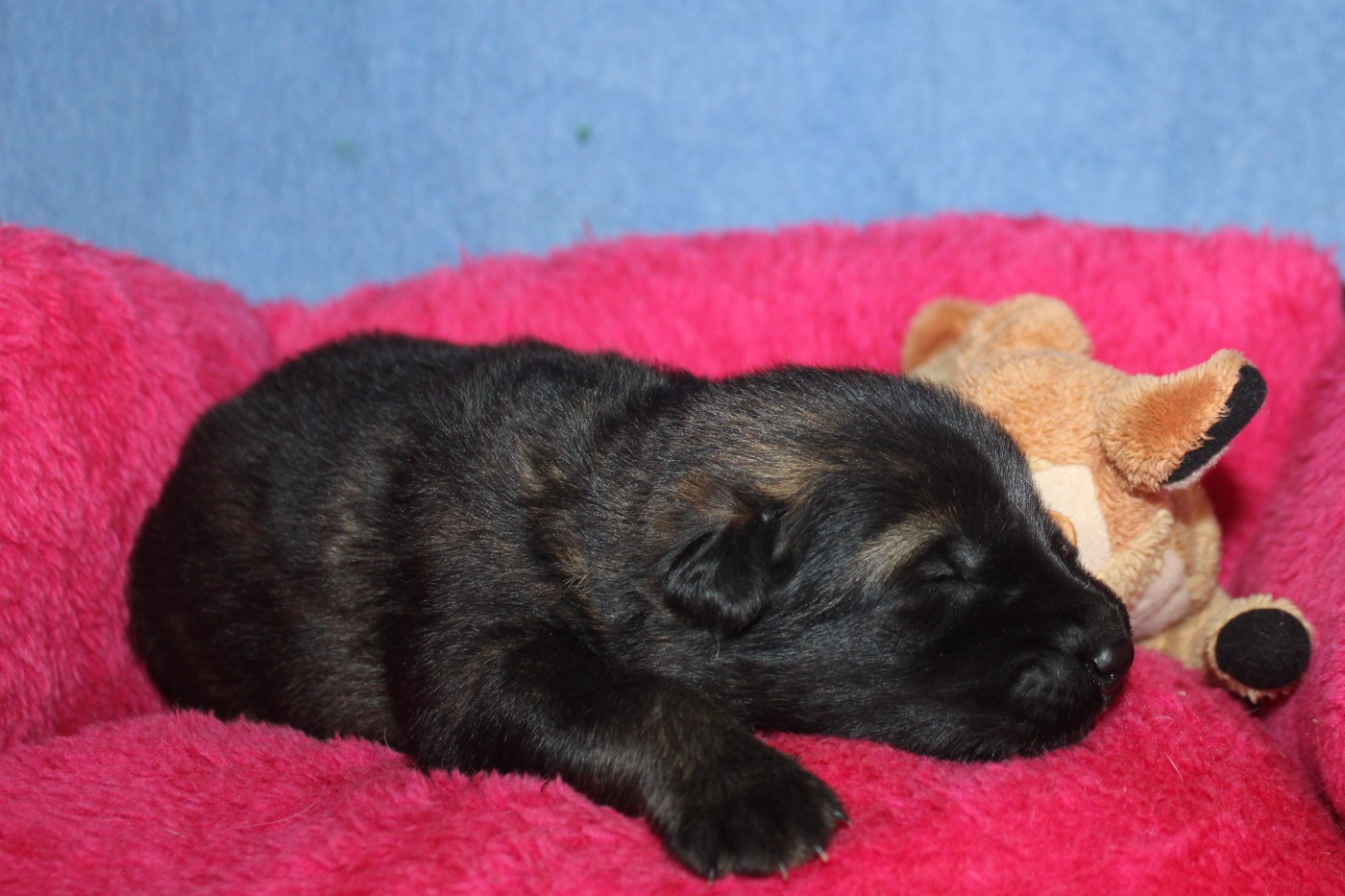 Du normont - Chiots disponibles - Berger Allemand