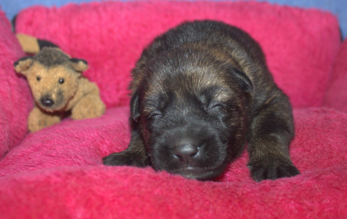 Du normont - Chiots disponibles - Berger Allemand