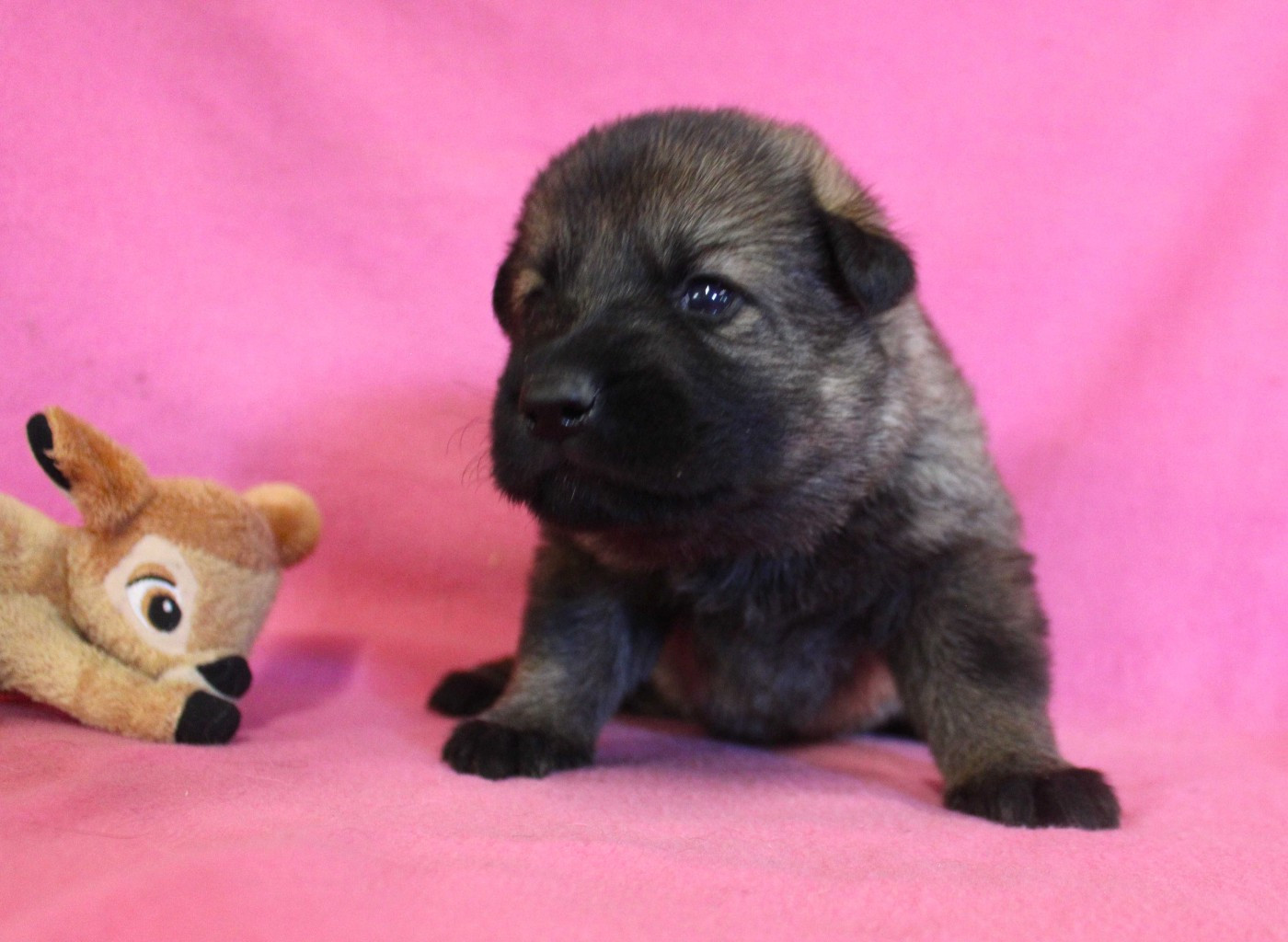 Du normont - Chiots disponibles - Berger Allemand