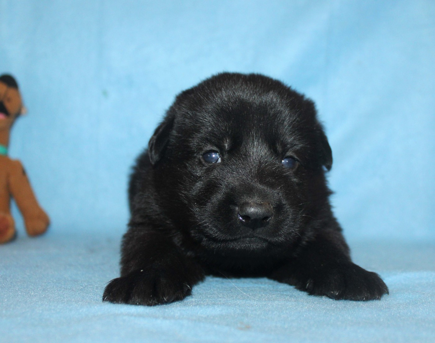 Du normont - Chiots disponibles - Berger Allemand