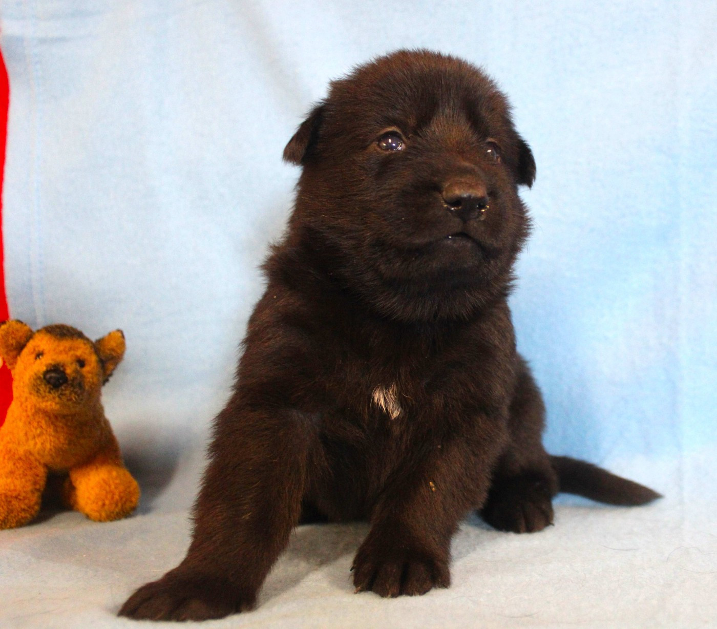 Du normont - Chiots disponibles - Berger Allemand
