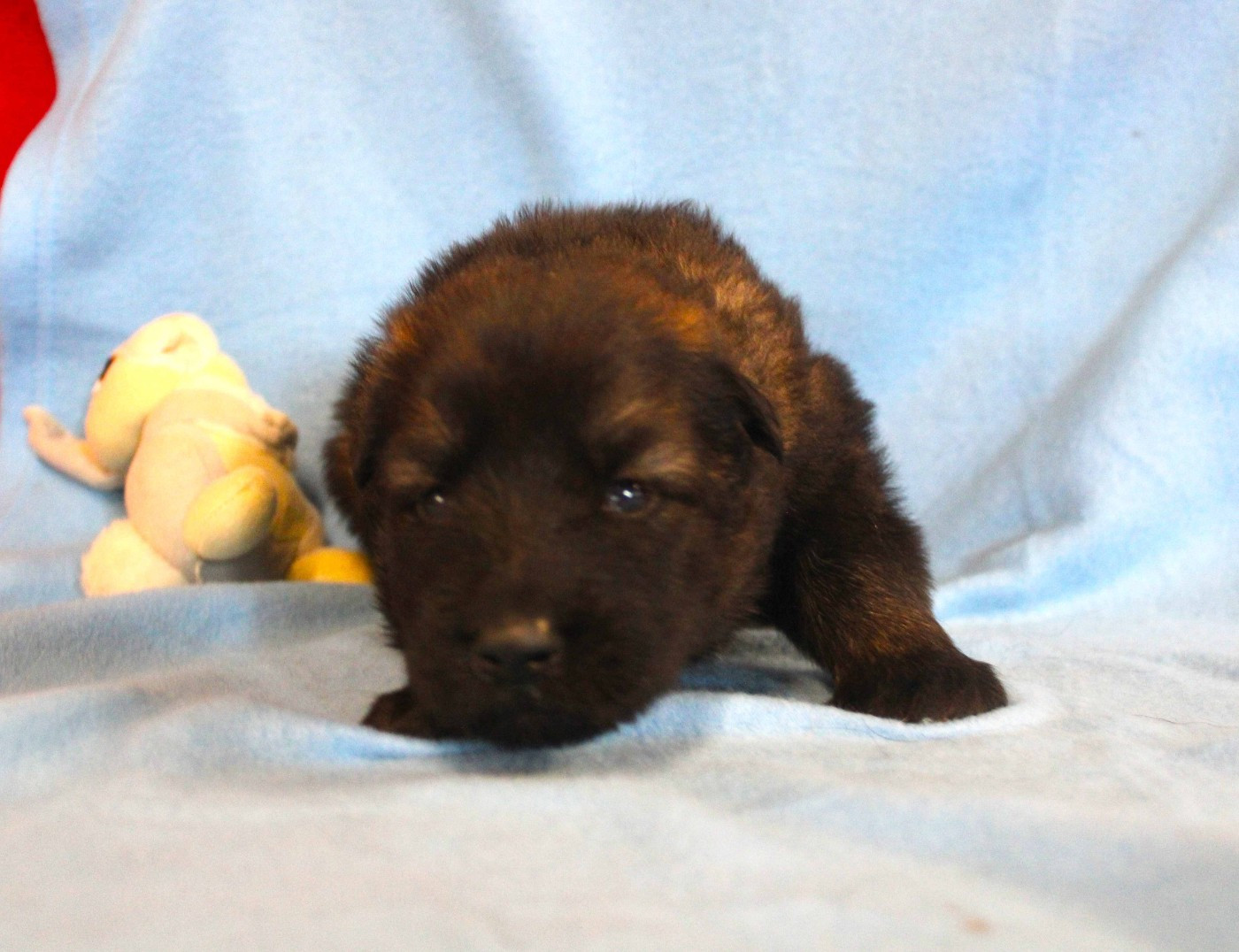 Du normont - Chiots disponibles - Berger Allemand