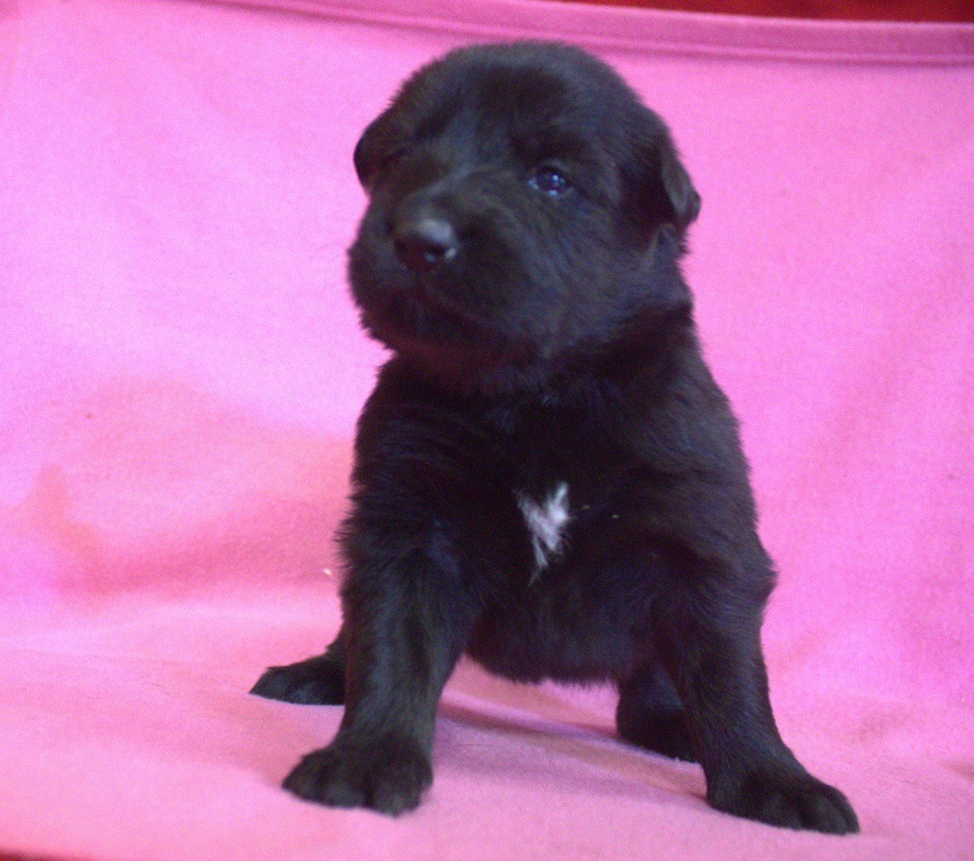 Du normont - Chiots disponibles - Berger Allemand