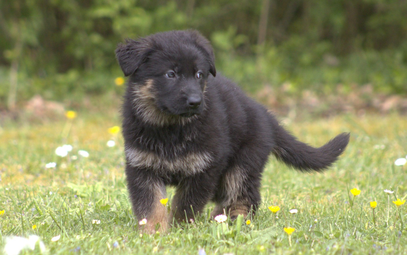 Du normont - Chiots disponibles - Berger Allemand