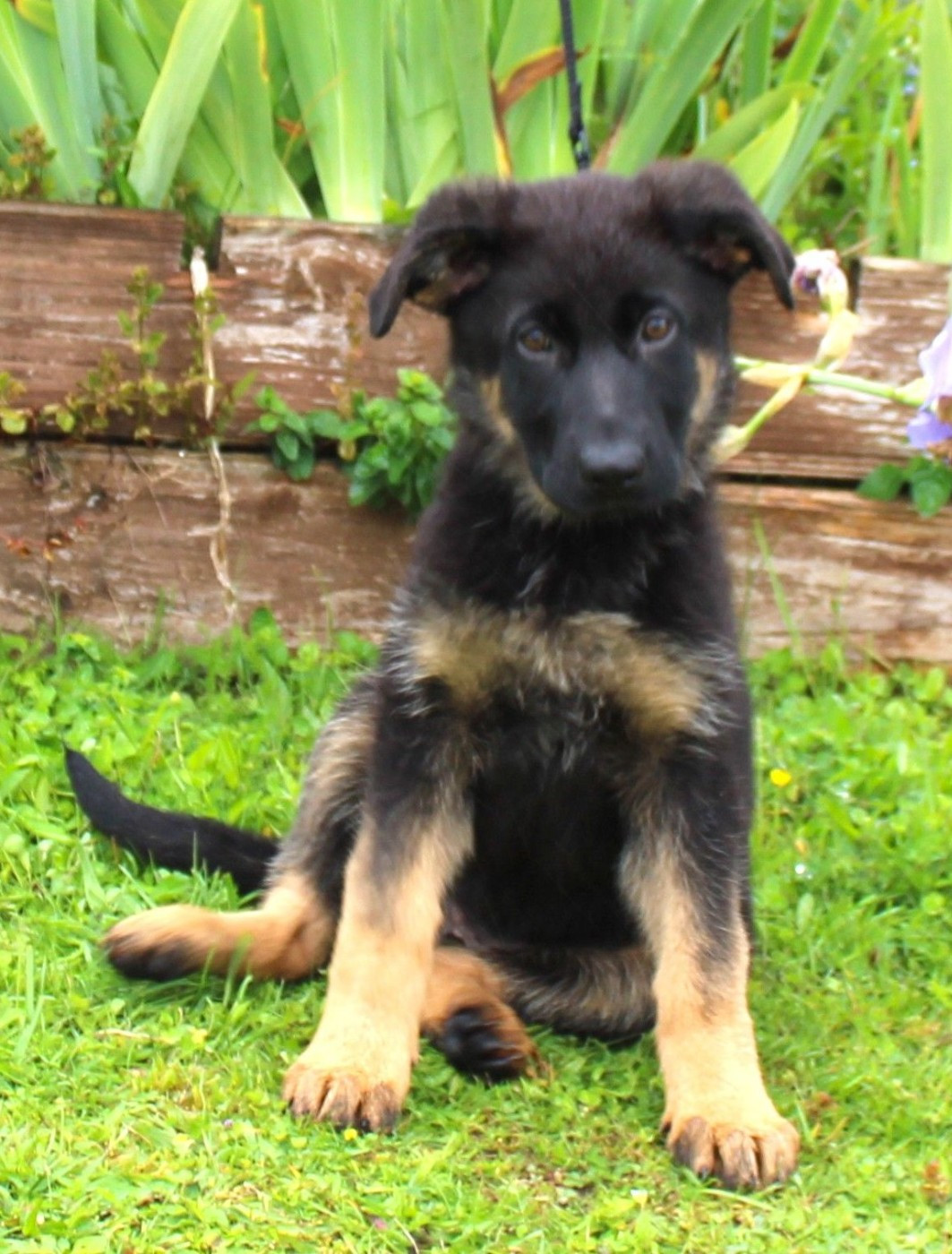 Du normont - Chiots disponibles - Berger Allemand