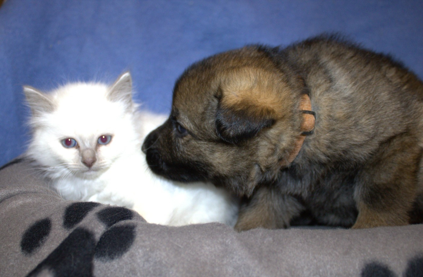 Du normont - Chiots disponibles - Berger Allemand
