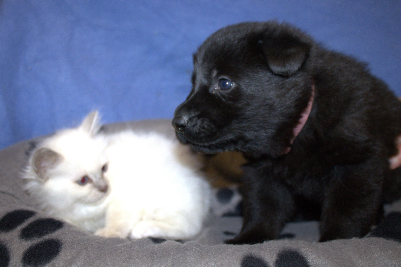 Du normont - Chiots disponibles - Berger Allemand