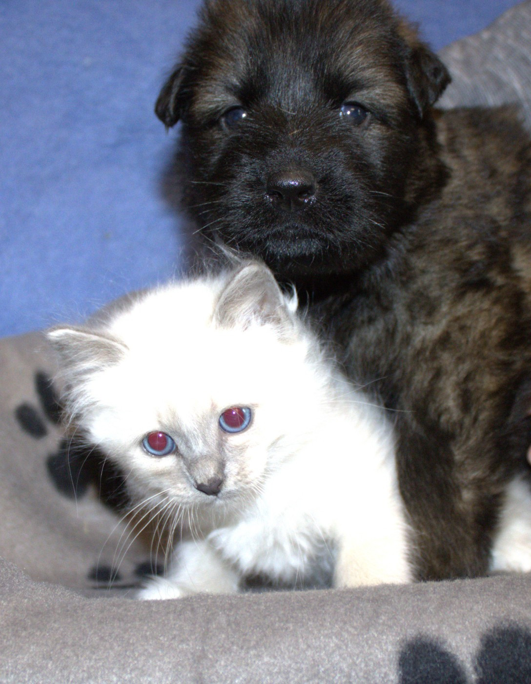 Du normont - Chiots disponibles - Berger Allemand