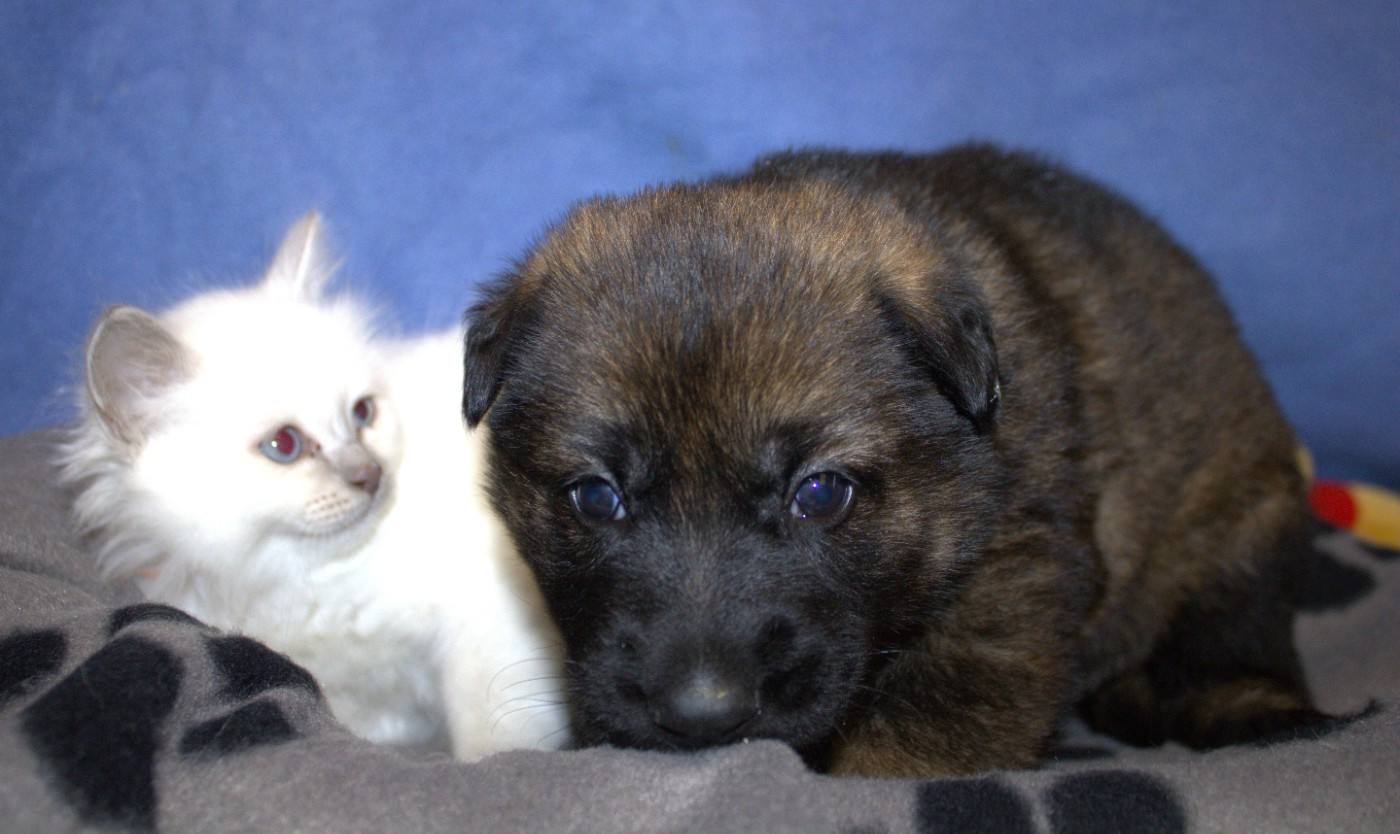 Du normont - Chiots disponibles - Berger Allemand