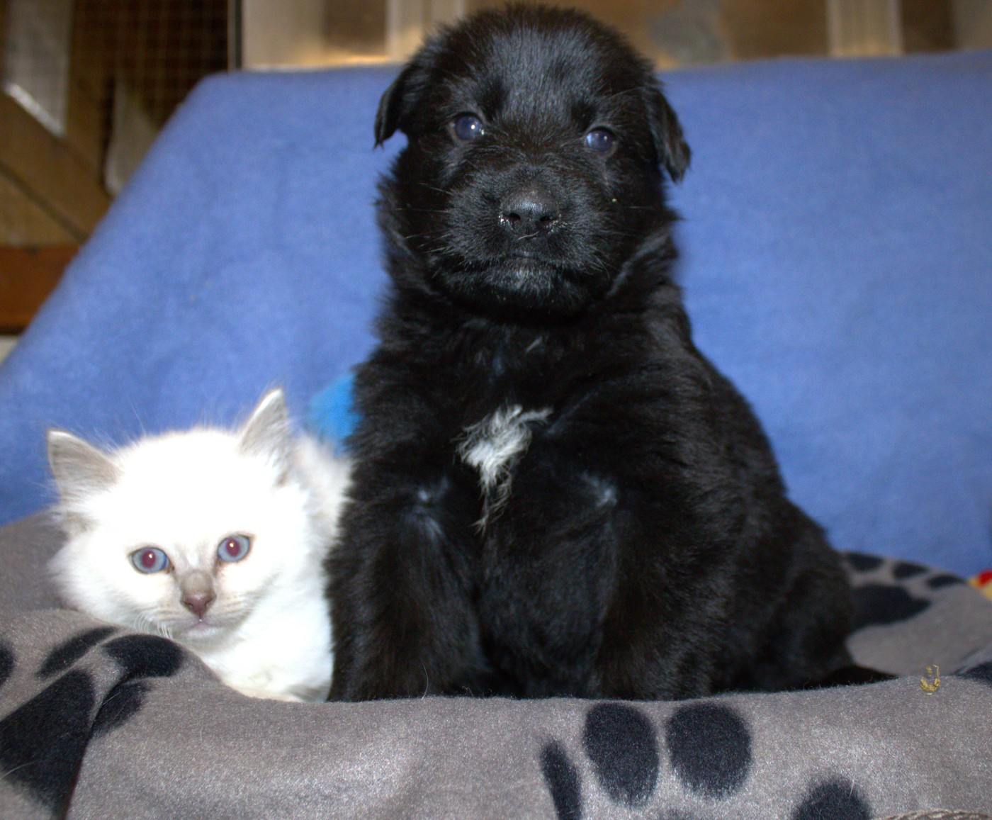 Du normont - Chiots disponibles - Berger Allemand