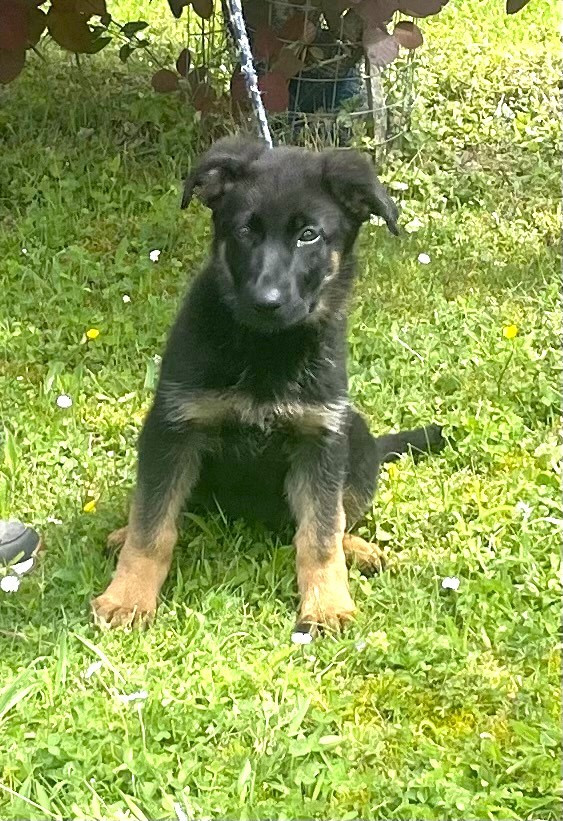 Du normont - Chiots disponibles - Berger Allemand