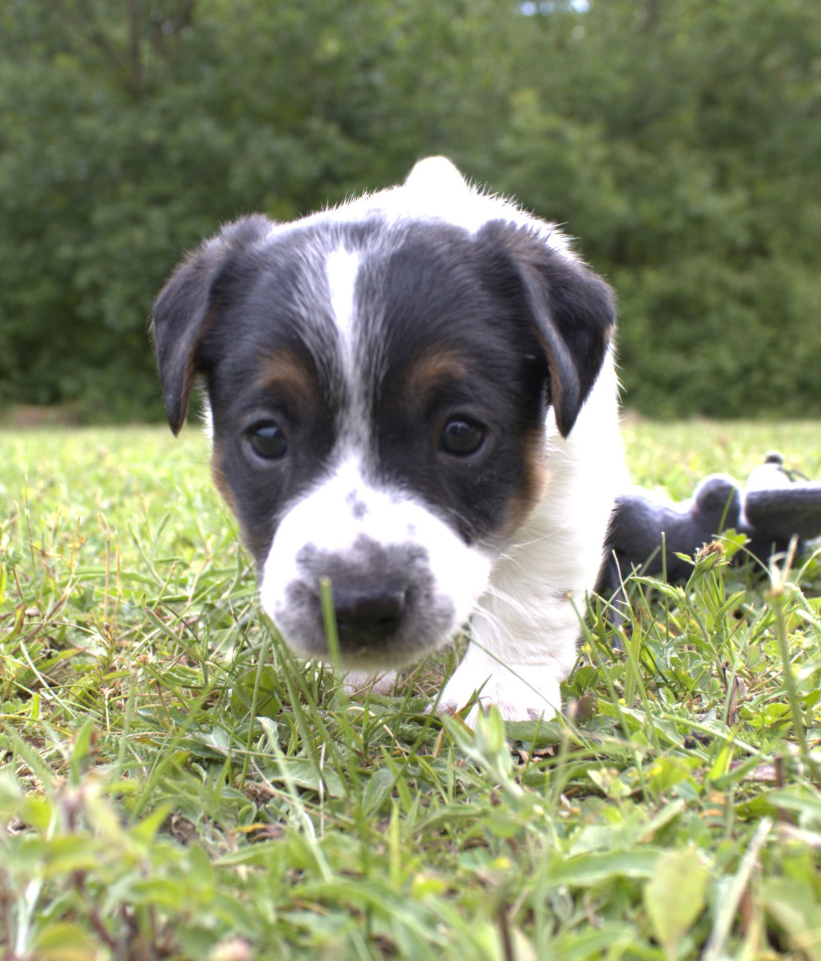 Du normont - Chiots disponibles - Jack Russell Terrier