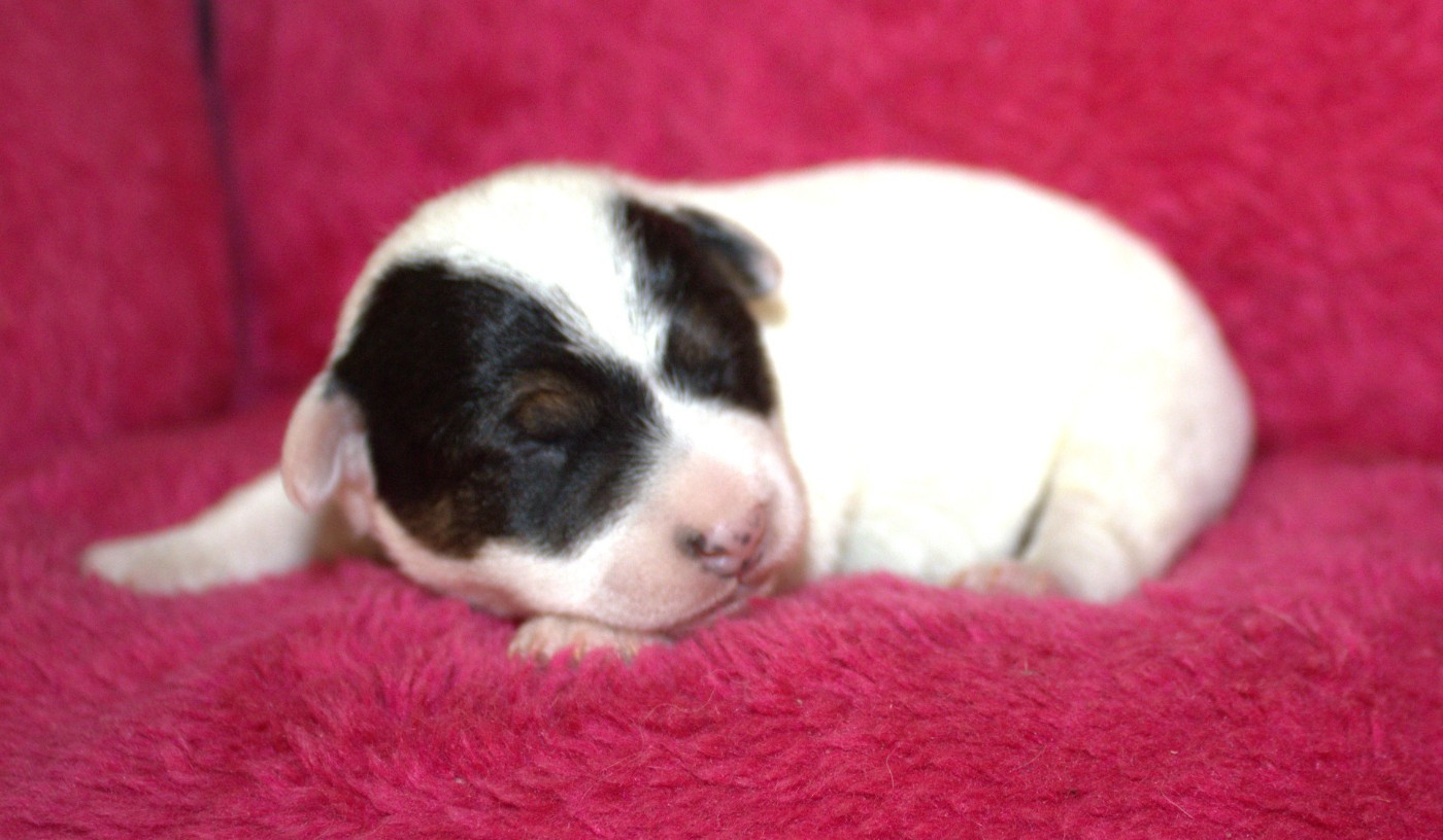 Du normont - Chiots disponibles - Jack Russell Terrier