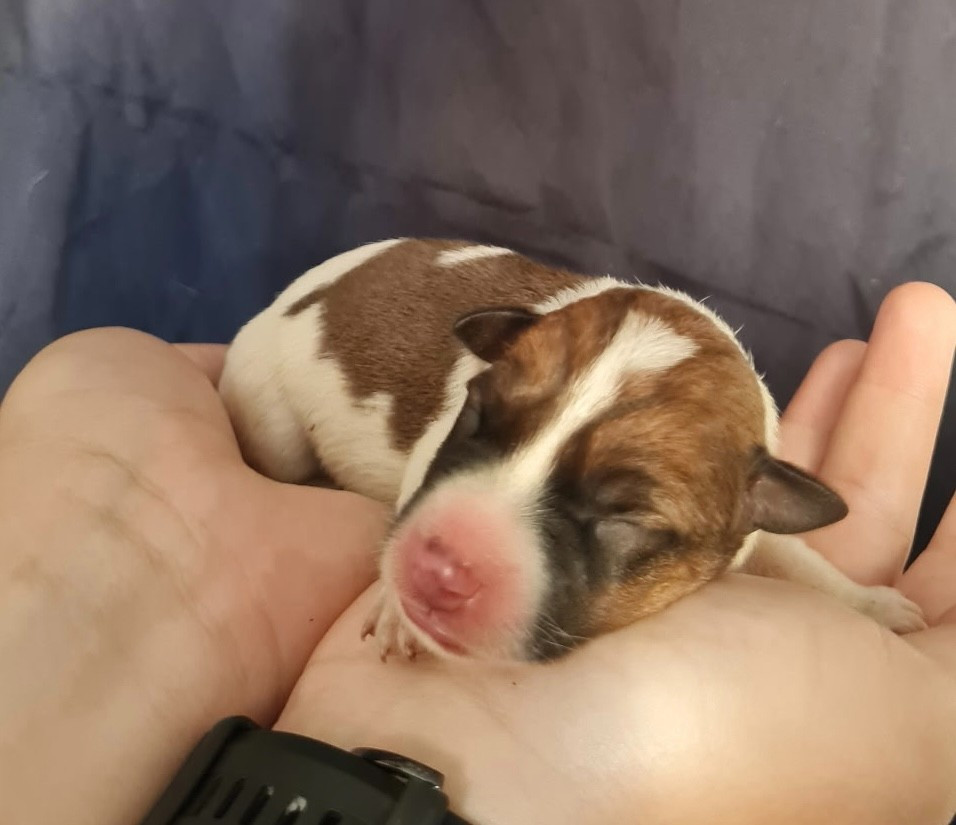 Du normont - Chiots disponibles - Jack Russell Terrier