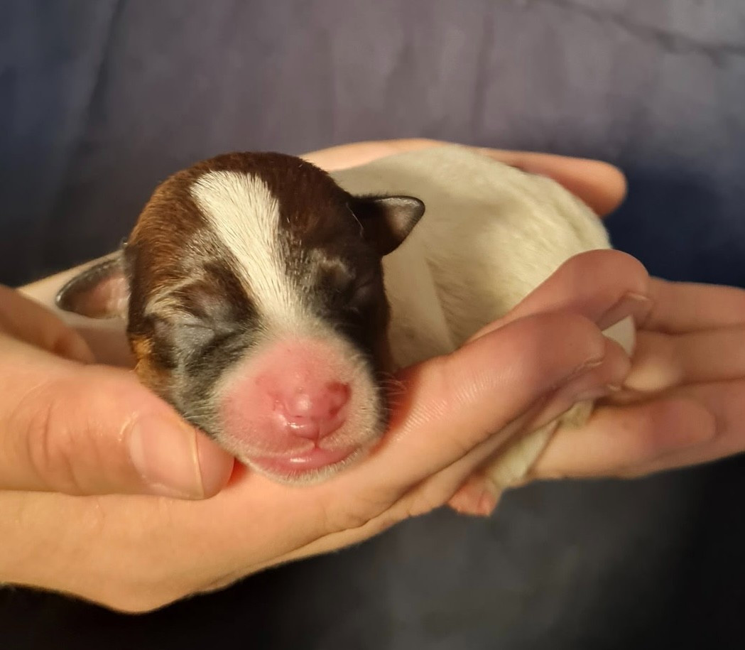 Du normont - Chiots disponibles - Jack Russell Terrier