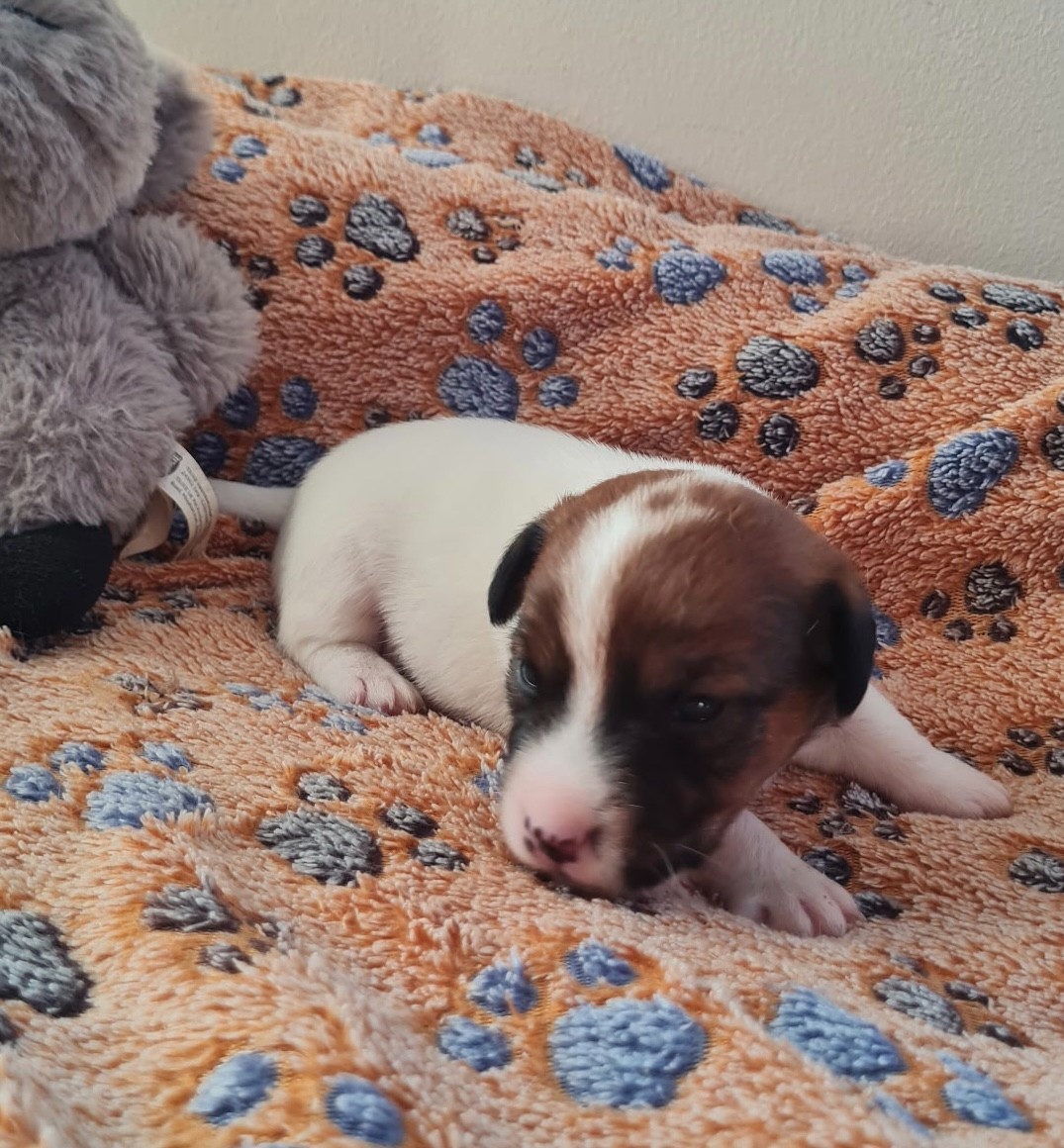 Du normont - Chiots disponibles - Jack Russell Terrier