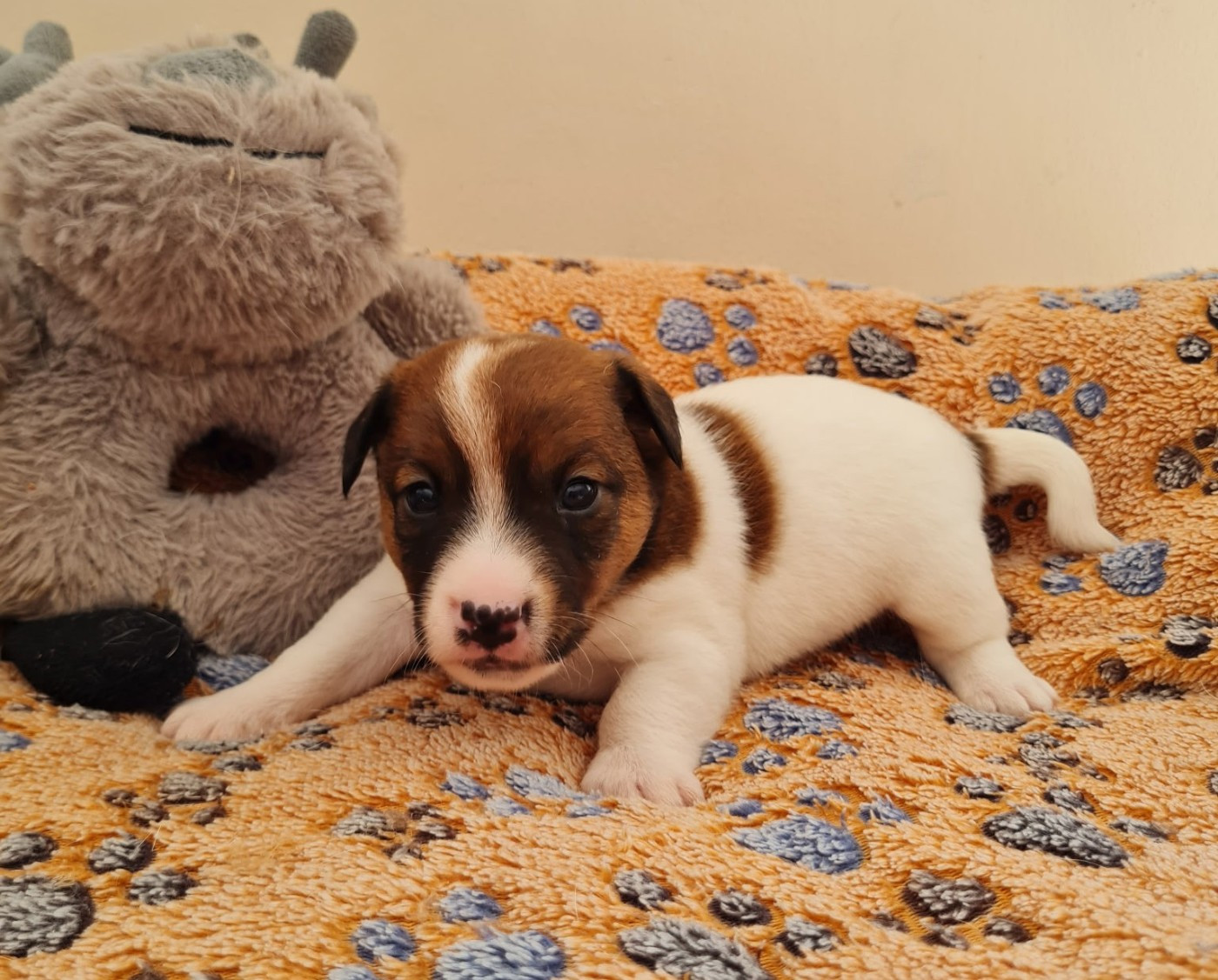 Du normont - Chiots disponibles - Jack Russell Terrier