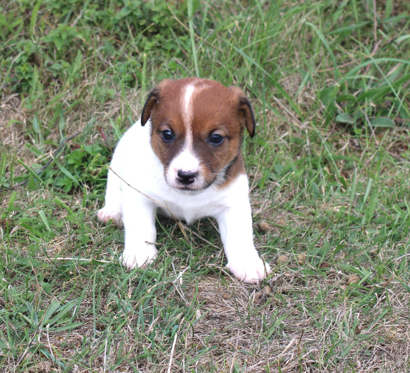 Du normont - Chiots disponibles - Jack Russell Terrier
