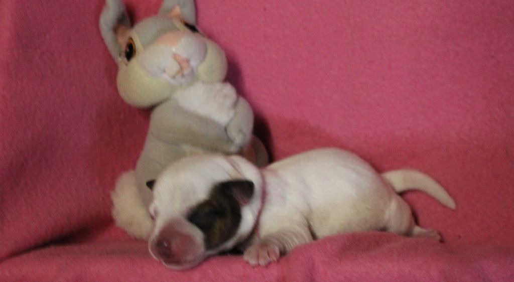 Du normont - Chiots disponibles - Jack Russell Terrier