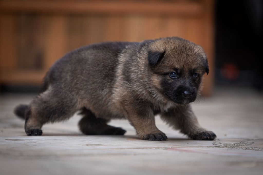 Du normont - Chiots disponibles - Berger Allemand