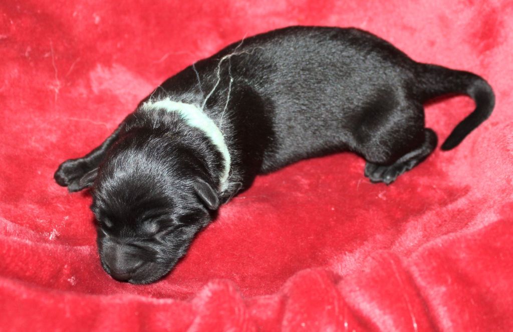 Du normont - Chiots disponibles - Berger Allemand