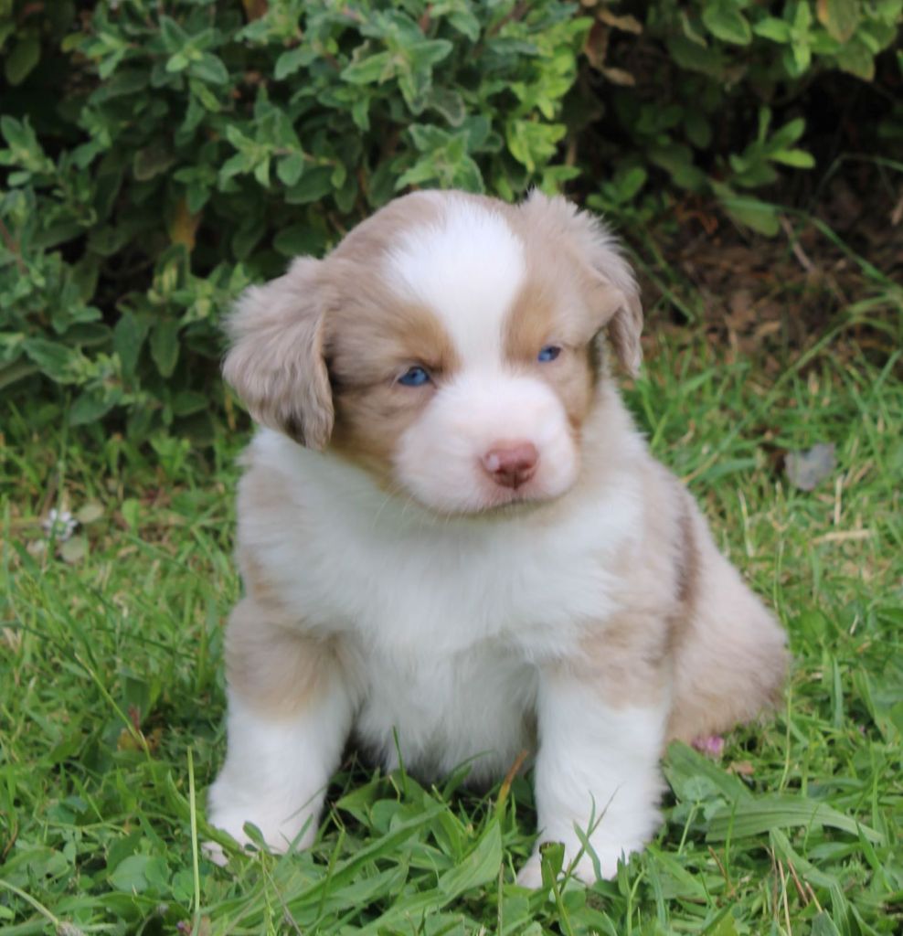 Du normont - Chiots disponibles - Berger Américain Miniature 