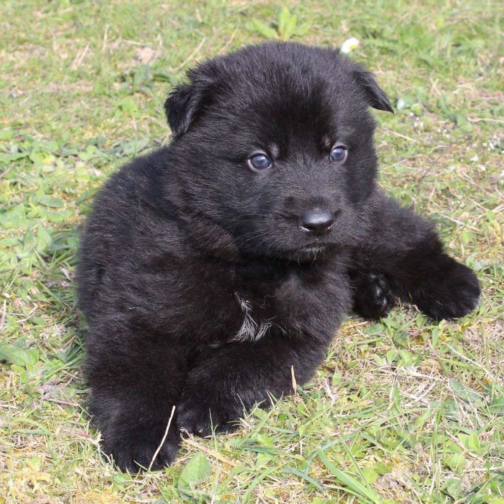 Chiot Berger Allemand Du normont