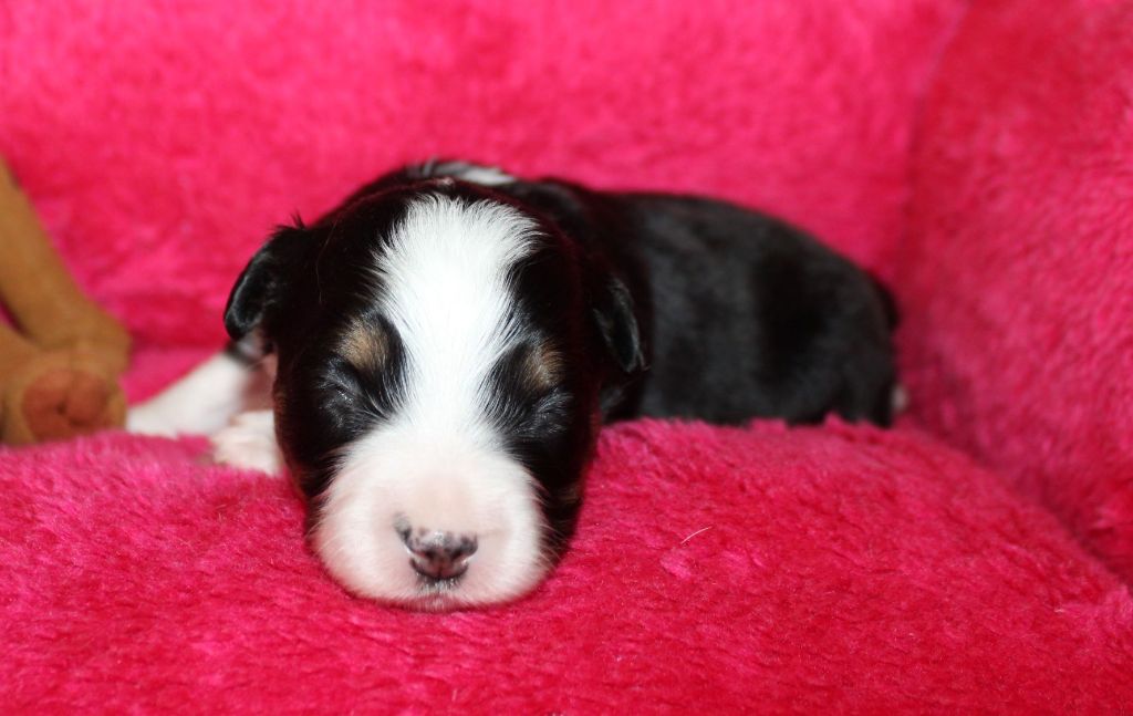 Du normont - Chiots disponibles - Berger Américain Miniature 