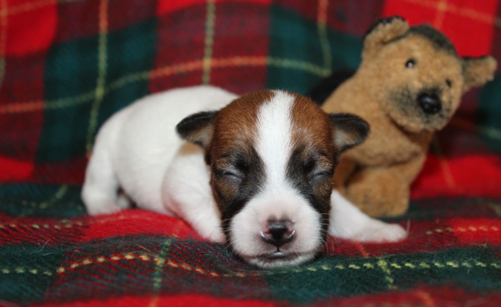 Du normont - Chiots disponibles - Jack Russell Terrier