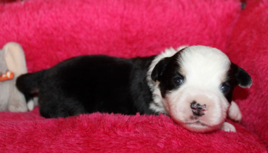 Du normont - Chiots disponibles - Berger Américain Miniature 
