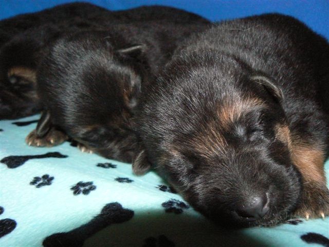 Chiot Berger Allemand Du normont