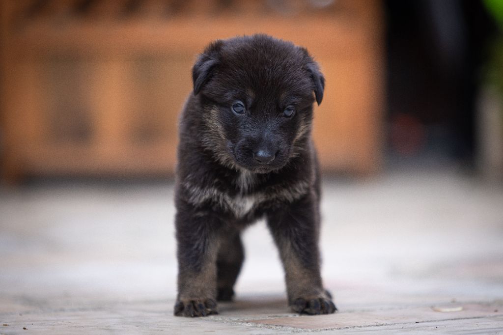 Du normont - Chiots disponibles - Berger Allemand