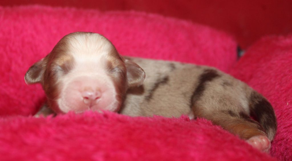 Du normont - Chiots disponibles - Berger Américain Miniature 