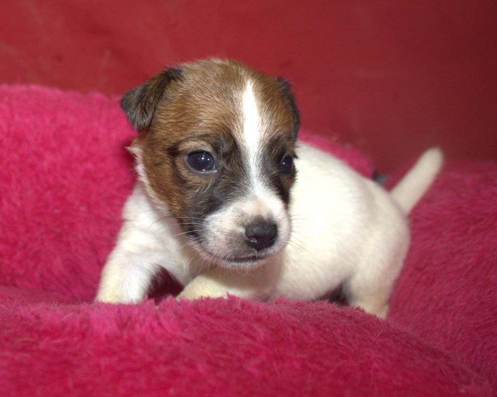 Du normont - Chiots disponibles - Jack Russell Terrier