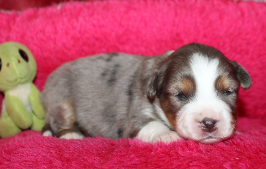 Du normont - Chiots disponibles - Berger Américain Miniature 