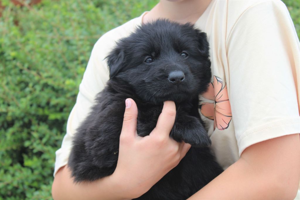 Du normont - Chiots disponibles - Berger Allemand