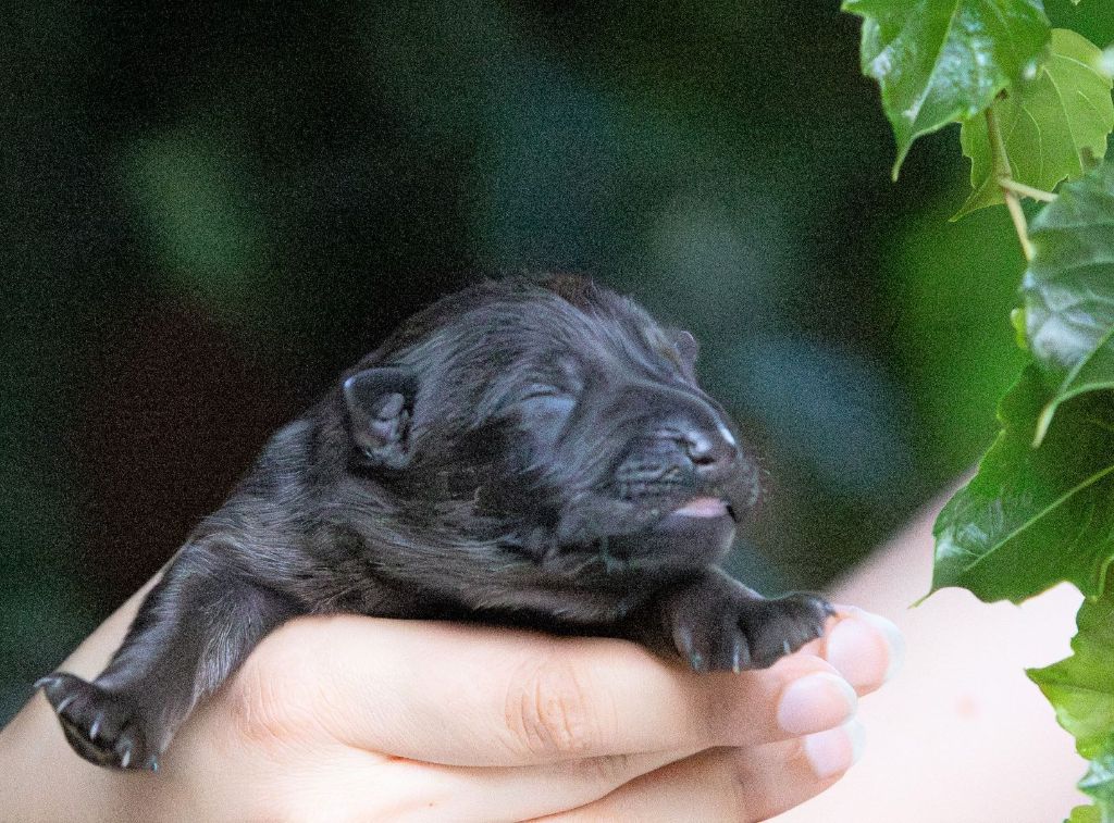 Du normont - Chiots disponibles - Berger Allemand