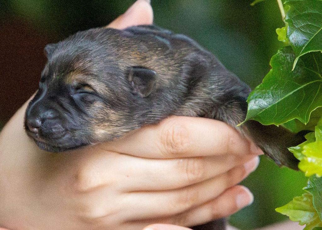 Du normont - Chiots disponibles - Berger Allemand