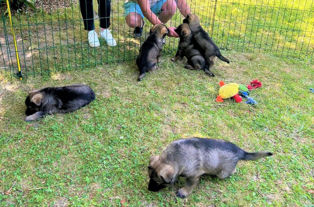 Chiot Berger Allemand Du normont
