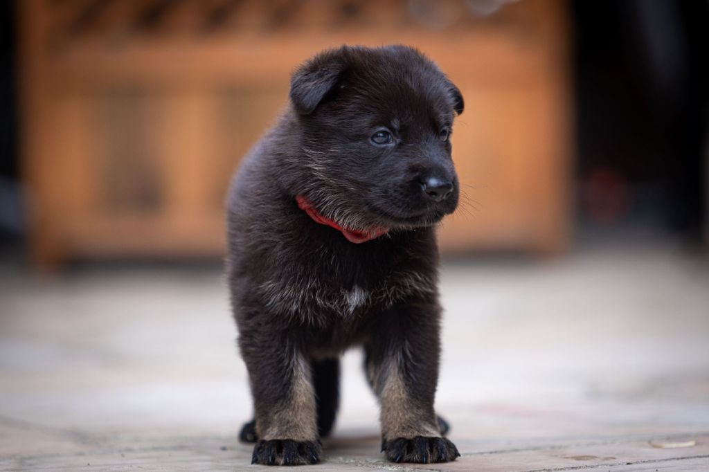 Du normont - Chiots disponibles - Berger Allemand