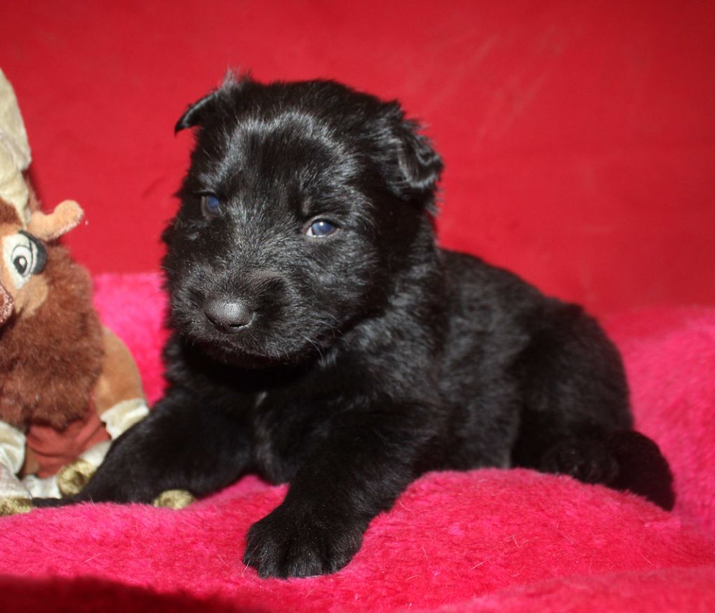 Du normont - Chiots disponibles - Berger Allemand Poil Long
